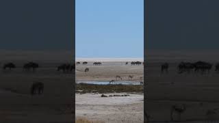 Herds of african animals #shorts #animals #wildlife #nature