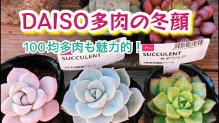 【多肉植物】冬顔になったダイソー多肉達✨脱線も有りすみません😂