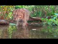 gato pescador um dos felinos mais raros do mundo.🐈 🐟