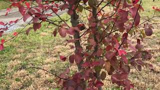 Wild pear. Pankivka, USA