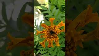 Sabsa jyada kam ma ana wala phool ha marigold #shortvideo #homegarding #marigold #flowers #shorts