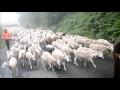 transhumance de la clamoux à nore 2017