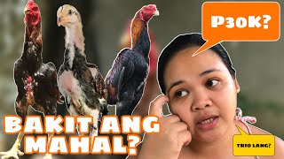 MAGKANO BA ANG SHAMO? (FREE RANGE CHICKEN | BUHAY PROBINSYA).