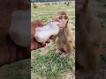 cute baby drinking milk 🍼🍼🍼🐵🐵🐵#bandar #monkeyvideo #monkey 0410