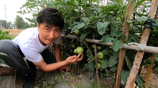 入住小院第一天，看蜜蜂采蜜果蔬满园，打扫房间，过诗一样的生活