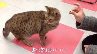 福岡ECO　猫たちのほのぼのライフ①　～個性豊かな猫たち～