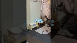 【ママに圧力をかける猫】お腹すいたんですけど！#保護猫だいちゃんきぃちゃん #猫のいる暮らし #兄妹猫 #犬と猫 #圧力 #ご飯を催促する猫 #cat