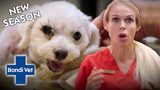 Maltese Terrier Suffers Terrifying Python Attack!! | Full Episode | Bondi Vet