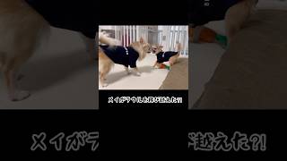 🐶パピー犬成長記録…ラウルを飛び越えたの⁈#元気だね#日常動画#チワワ#多頭飼い#ロンチー #ちわわ大好き #日々成長#パピー犬と先住犬#お転婆#フォーン#楽しい毎日