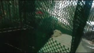 DWARF HAMSTER ESCAPES FROM THE CAGE