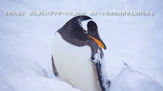 コウテイペンギン　子の孵化に奮闘