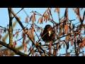 pěnkava jikavec brambling bergfink keep Вьюрок jer pinson du nord birdwatching