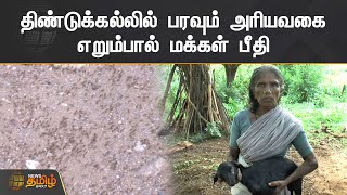 திண்டுக்கல்லில் பரவும் அரியவகை எறும்பால் மக்கள் பீதி | Dindigul | Ants