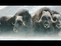 From Deserts to Tundra The Incredible Journey of Mutton  Full Documentary