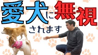 何を言っても愛犬に無視される飼い主さん必見！言うことを聞いてくれるワンちゃんになるために。