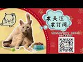 【遛猫】带橘猫逛北美中高端宠物店：猫粮介绍 渴望 go now 爱肯拿