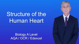 A Level Biology Revision "The Structure of the Human Heart"