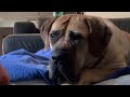 Big Boerboel Molly’s Saturday Morning Breakfast #boerboel #shortvideo #trending