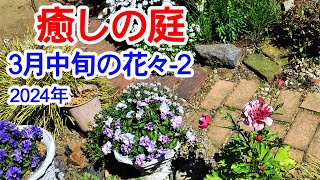 【癒しの庭 3月中旬の花々-2】3月中旬の花々です。若葉が増え、地面の露出が少しずつ減っています。膨らんだつぼみが増えてきました。2024年3月17日