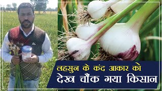 ग्रामोफ़ोन के प्रो-अमीनोमैक्स से लहसुन में हुआ जबरदस्त कंद विकास - Garlic Farming