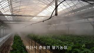 익산 춘포면 딸기농장