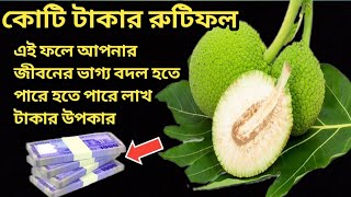 রুটিফল যে ফলে রুটি তৈরী হয় | Bread fruit In Bangladesh | রুটিফল গাছ আপনার কোটি টাকা বাঁচিয়ে দেবে।