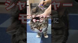 大嫌いなブラッシングvs謎の3連またたびボールの結末がコチラ🤣🤣🤣 #猫