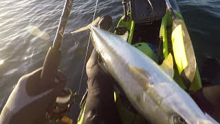 18 KG Yellow Tail caught from a fishing kayak off the southern cape coast, South Africa.