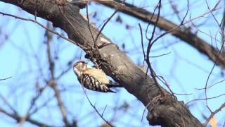 [4K] コゲラ（1）4K（北本自然観察公園） - Japanese Pygmy Woodpecker - Wild Bird - 野鳥 動画図鑑