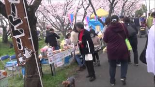 埼玉県宮代町　恒例「桜市」開催！