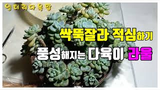 다육이 라울 💕 싹뚝잘라  적심해서 풍성해지는 라울  보러오세요 #succulents #다육이 #엉터리다육맘