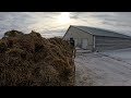 cleaning pens in our heifer barn 174