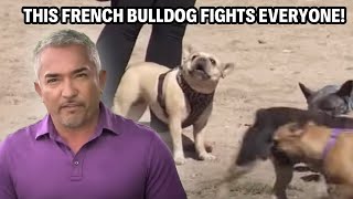 Face-Biting Frenchie -- This Bulldog Is Causing Chaos on Walks! | Cesar 911 Throwbacks