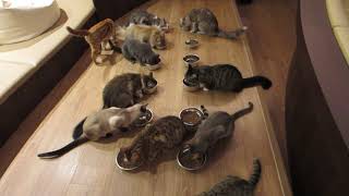 猫ちゃん達のご飯タイム Cat Cafe Puchi Marry