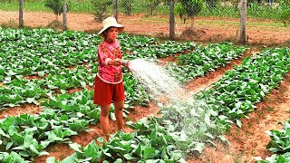 Vegetable Watering at the Garden around House's Backyard