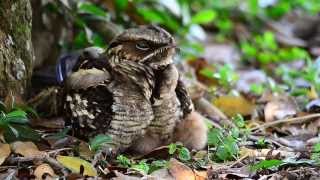 Large-Tailed Nightjar w/2 chicks-Singapore.