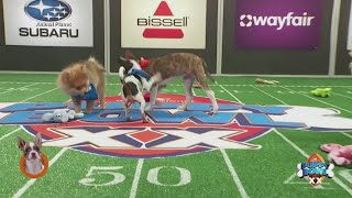 131 puppies to compete in 20th annual Puppy Bowl