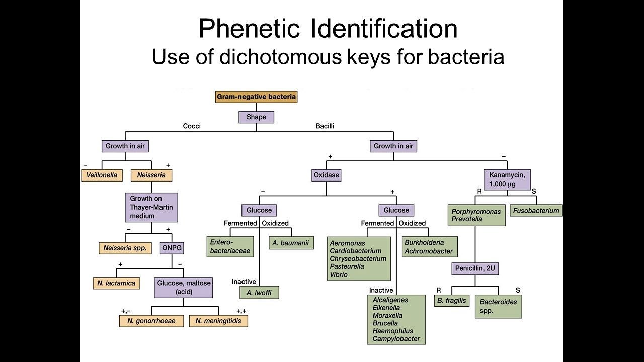 Creating A Dichotomous Key: Phenetic Identification Of Bacteria-Part 2 ...