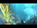 Amazing dive with 100+ sea lions, Anacapa Island, CA (GoPro HERO3) HD