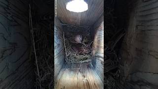 Tree Sparrow Nest Building Day 1