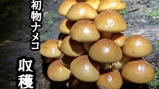 【初物】天然ナメコ採ってからの【あいみょん】LIVE感動だよ