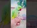 km dekhoo iss mithoo k cutebird cuteparrot mitthoo trending ytshorts