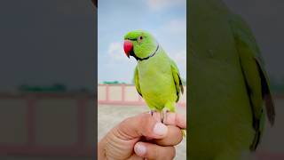 Km dekhoo iss mithoo k#cutebird #cuteparrot #mitthoo #trending #ytshorts