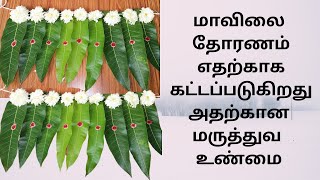 மாவிலை தோரணம் எதற்காக கட்டப்படுகிறது அதற்கான மருத்துவ உண்மை