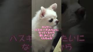 白いチワワのトリミングビフォーアフター（理想はハスキー犬）