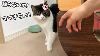 🐈ママが息子猫に嫌われちゃいました…😹