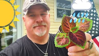 So You Want Beautiful Coleus? This is the Place to Be!!!