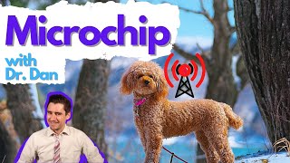 Dog and cat Microchip. How it works with Dr. Dan
