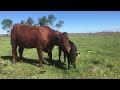 salers cow calf pair