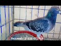 সেল করা হবে মাকসি রেসার নর। bd racing pigeon information.1879